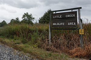 Photo of Little Creek WMA
