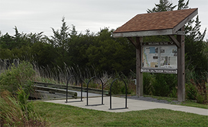 Photo of Marvel Saltmarsh
